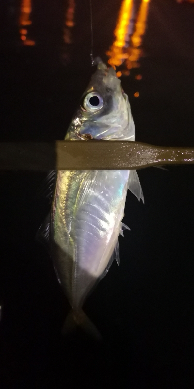 アジング 練習 120