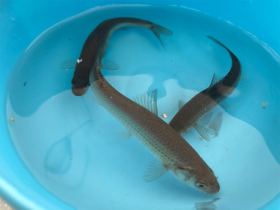 おそらくラスト