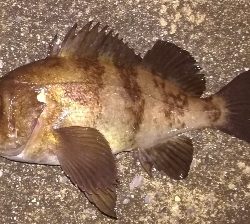 メバリング1855〜1930