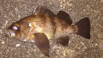 メバリング1855〜1930