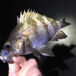 ナイトゲーム・メバリング