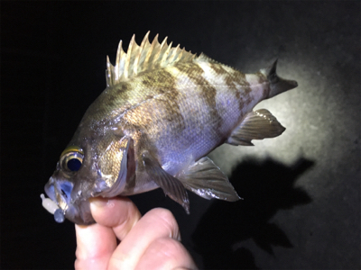 ナイトゲーム・メバリング