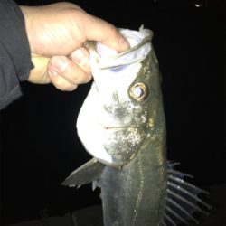 アミパターン！シーバス