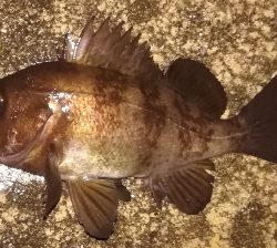 メバリング1850〜1930