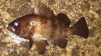 メバリング1850〜1930