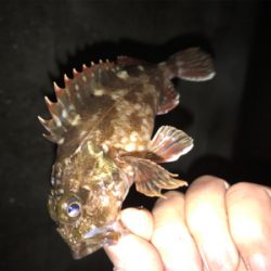 久しぶりに釣れた