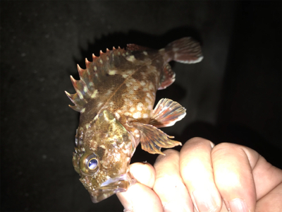 久しぶりに釣れた