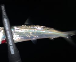 メバル探しでアジ