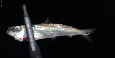 メバル探しでアジ