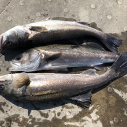 シーバスデイゲーム