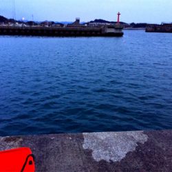 良形のアジが浮き釣りやアジングで釣れます