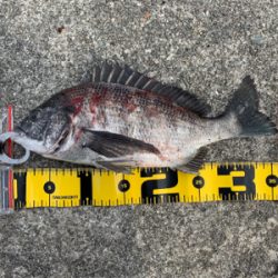 セル石 フカセ釣り