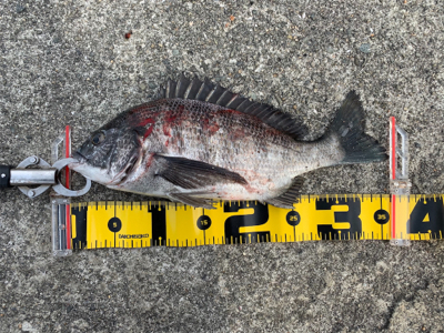 セル石 フカセ釣り