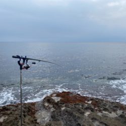 もう春イカの季節