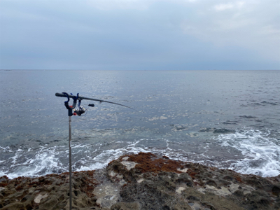もう春イカの季節