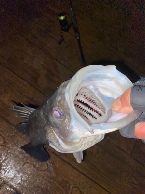 あたりはチラホラ、しかし連発せず