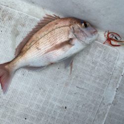 壱岐沖でタイラバ