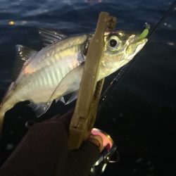 アジング練習 123