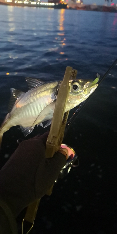 アジング練習 123