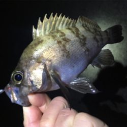 明石周辺メバリング