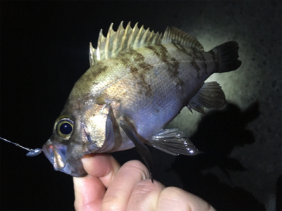 明石周辺メバリング