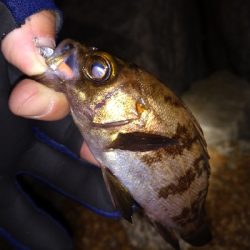 ナイトメバリング