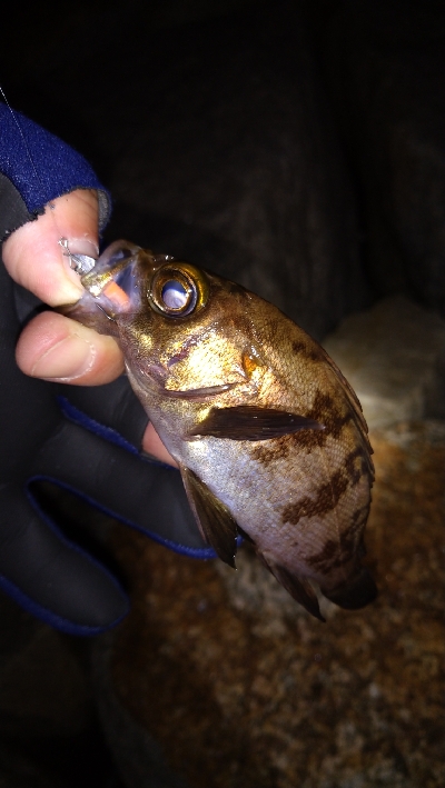 ナイトメバリング