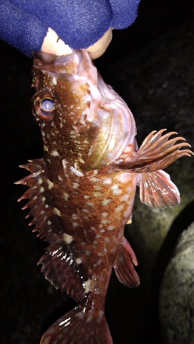 ナイトメバリング