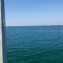 メバプラ＆ショアジギ