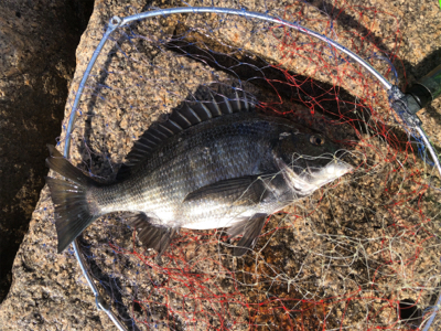 やっと釣れました!