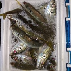 ついにきた！アジ