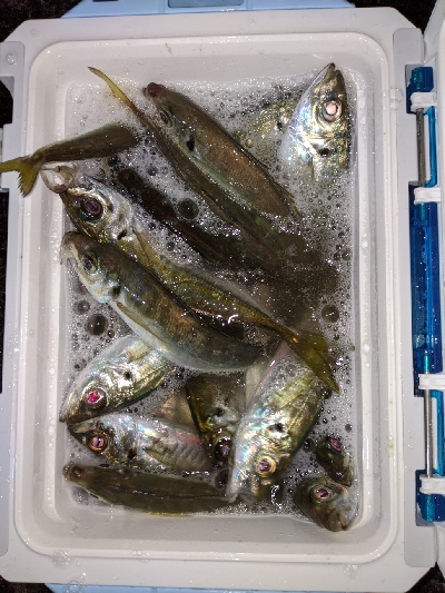 ついにきた！アジ