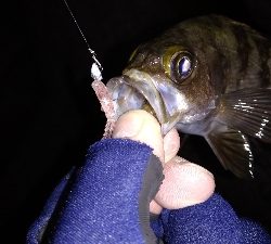 ナイトメバリング