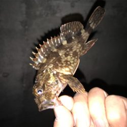 タケノコとガシラ