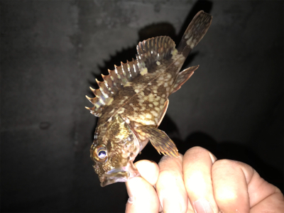 タケノコとガシラ