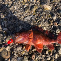 そろそろメバル