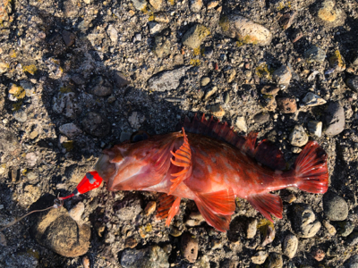 そろそろメバル