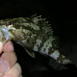 小さくても数釣りたのしぃ～！