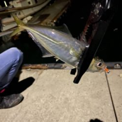 アジとメバルを求めて