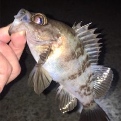 漁港でメバリング