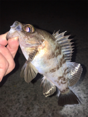 漁港でメバリング