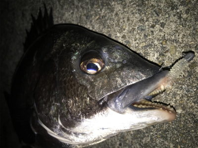 2020ライトゲーム第10戦