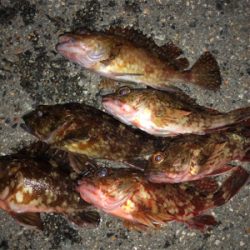 この時期に三目釣行^ ^♪