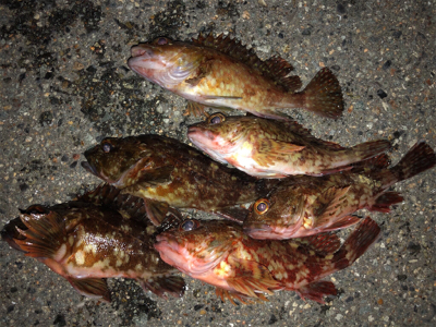 この時期に三目釣行^ ^♪