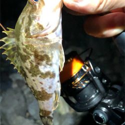 とあるサーフの3魚種