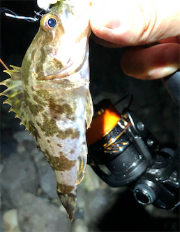 とあるサーフの3魚種