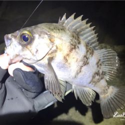 プラグメバリング