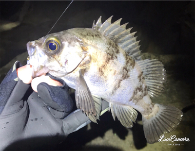 プラグメバリング