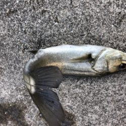 今日は活性が高いです!