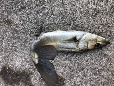 今日は活性が高いです!